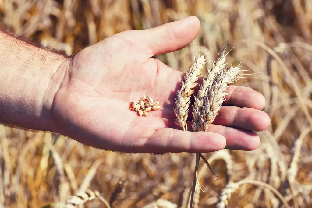 Hand mit Weizenähren. Foto: DLG / Adobe Stock