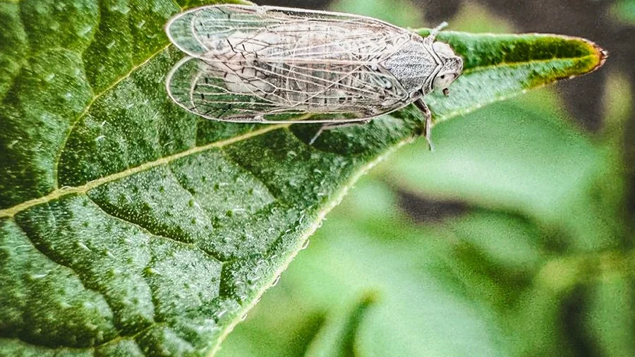 Detailaufnahme Schilf-Glasflügelzikade. Foto: Verband der Hessisch-Pfälzischen Zuckerrübenanbauer